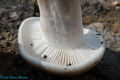Hygrophorus agathosmus